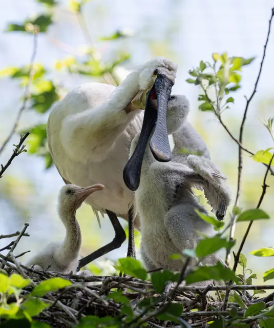 Foto: Zoo Schmiding / Sterns