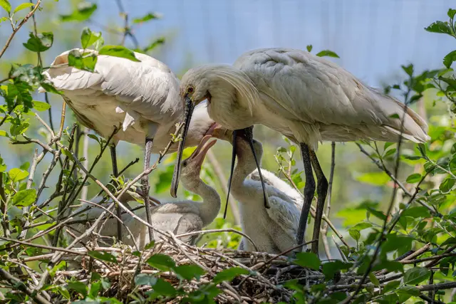 Foto: Zoo Schmiding / Sterns