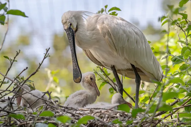 Foto: Zoo Schmiding / Sterns