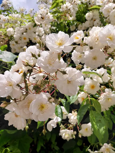 Einen herrlichen Duft verströmen diese Rosen  | Foto: H.Bachinger