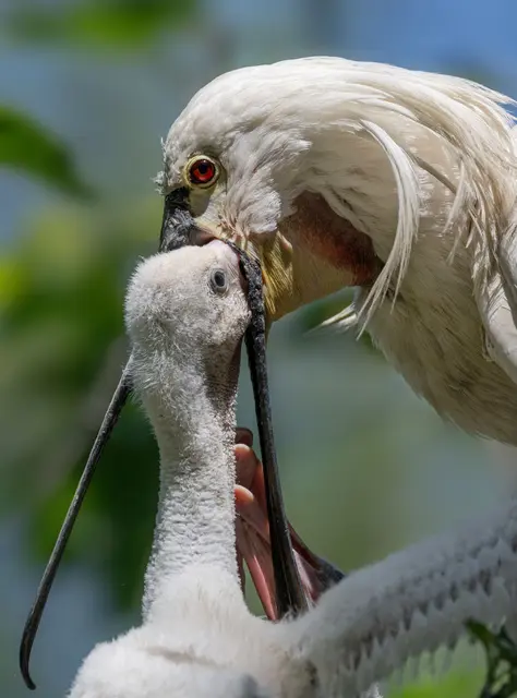 Jungvögel der Löffler strecken ihren Schnabel den Eltern entgegen und versuchen tief in den Rachen der Elterntiere zu gelangen. | Foto: Zoo Schmiding / Sterns