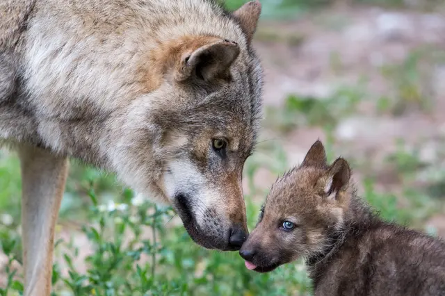 Laut aktuellem Bundesländerbarometer erreicht kein Bundesland eine gute Gesamtbewertung. Foto: Wolf (Canis lupus). | Foto: Ralph Frank