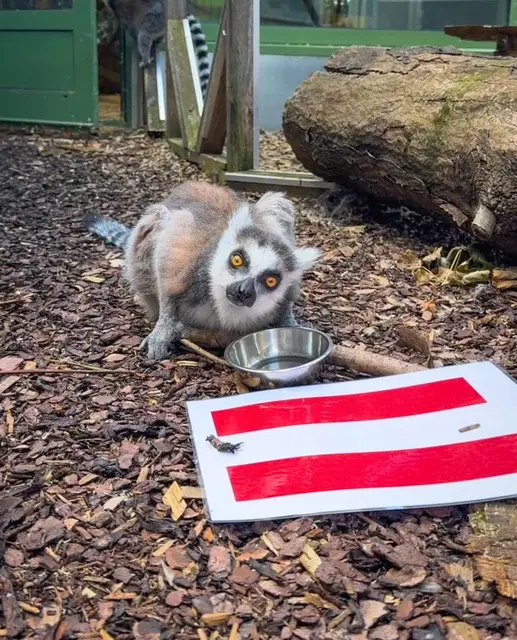 Für das Auftaktspiel gegen Jordanien am 17. Juni setzt Katta Monika auf einen Sieg Österreichs. | Foto: Tierschutz Austria