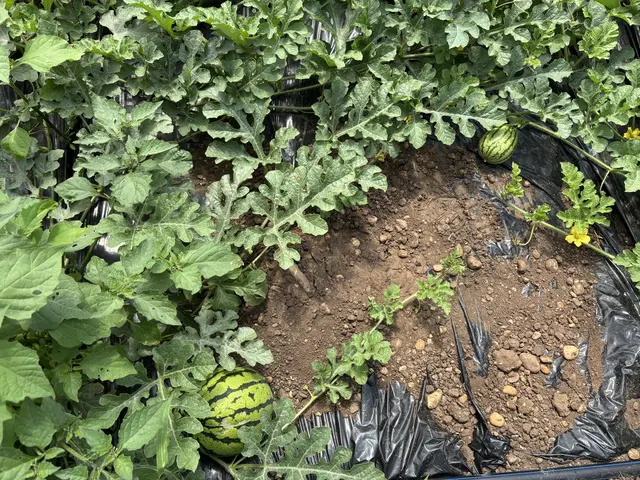 Die ersten Wassermelonen können in den nächsten ein bis zwei Wochen bereits geerntet werden. | Foto: Dorottya Fejes/MeinBezirk