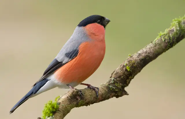 Singvögel und die Salzkammergut-Tradition des Singvogelfangs werden nach dem Regierungsbeschluss wieder diskutiert. | Foto: Andreasgiessler/smarterpix