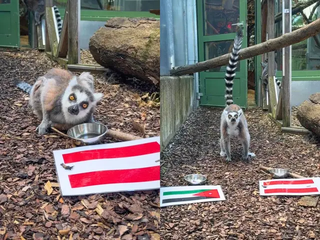 Auch Österreich hat seine tierischen Orakel für die aktuelle Fußball-WM.  | Foto: Tierschutz Austria