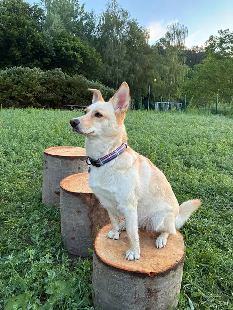 "First Dog" Kara versucht sich auf den neuen Agility-Elementen | Foto: Marktgemeinde Gablitz