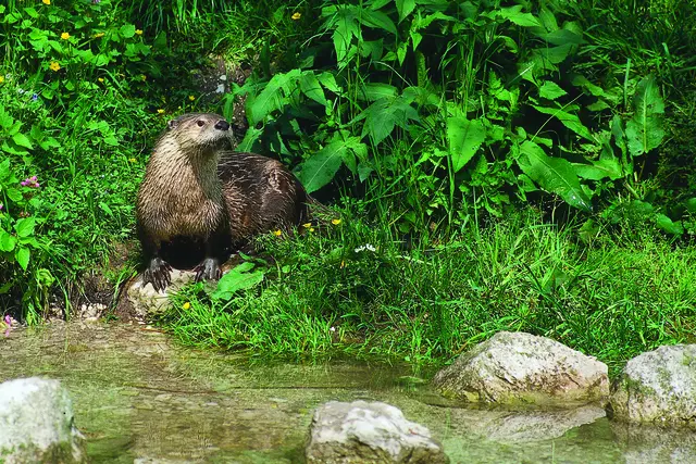 Naturnahe Gewässer unterstützen Otter und Fische | Foto: Robert Hofrichter/Naturschutzbund Österreich