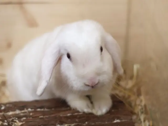 Drei Kaninchen suchen ein Zuhause. | Foto: TSV St. Pölten