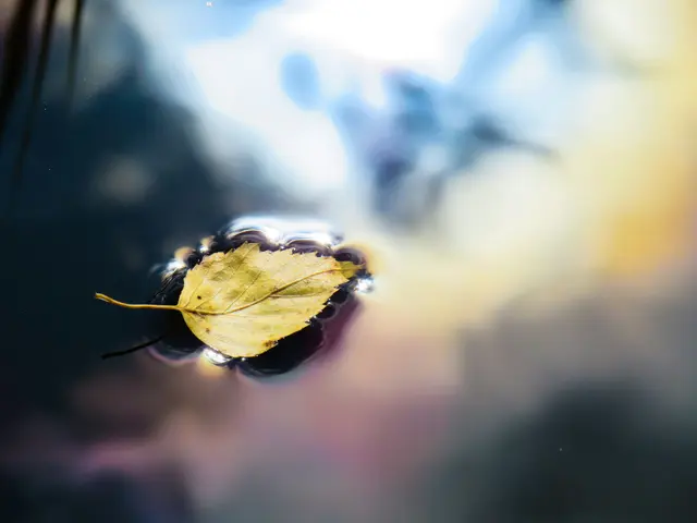 Foto: Unsplash/Anastasiya Romanova