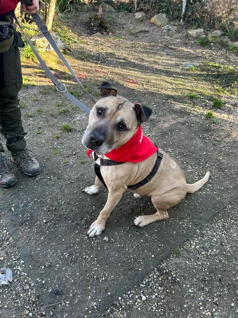 Noch nicht ausgebildete Hunde (Streuner, etc.) werden wohl in wöllersdorf-Steinabrückl einen Platz finden, bis sie vermittelt werden können. | Foto: Tierschutz Austria
