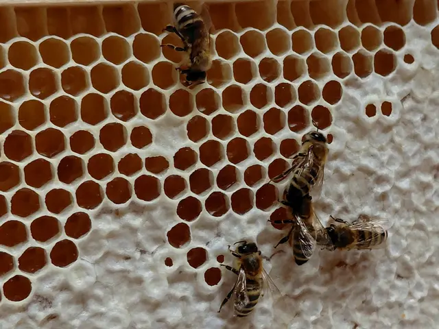 Fleißig arbeiten die Bienen.  | Foto: H.Bachinger