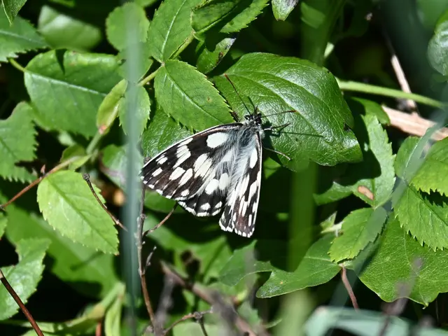 Schachbrettfalter
