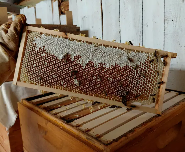Honig wurde produziert und die Waben sind zum Teil schon  verschlossen | Foto: H.Bachinger