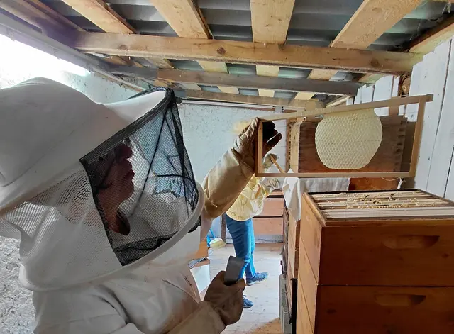 Mithilfe bei der Bienenkontrolle | Foto: H.Bachinger