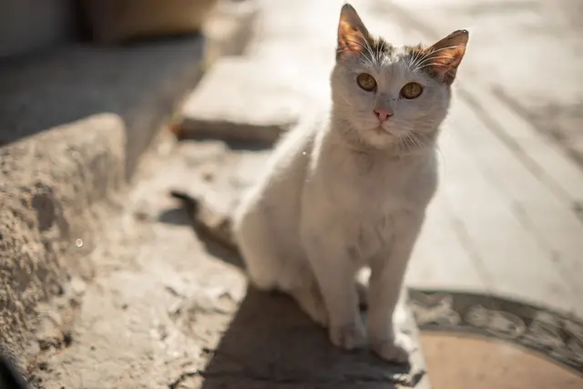 Runder Tisch in Niederösterreich: Vertreter aus Gemeinden, Tierheimen und Tierschutzorganisationen beraten über Streunerkatzen. | Foto: Pexels