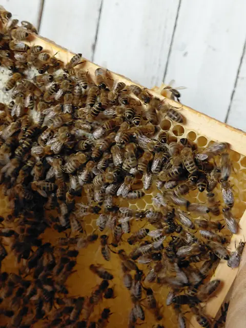 Bienenvolk | Foto: H.Bachinger