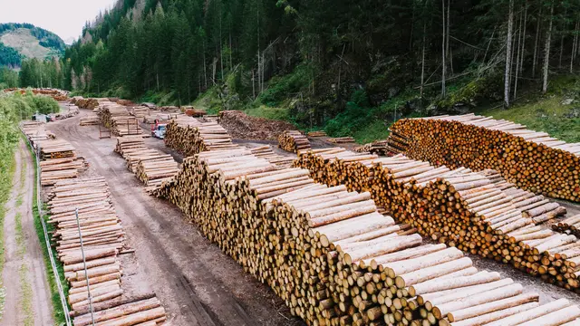 Speziell in den Sommermonaten kann es nach Naturkatastrophen zu Schadholz kommen, das dann auf dem Holznasslagerplatz eingelagert werden kann, bis es auf den Holzmarkt kommt.  Bis dahin muss es feucht gehalten werden. | Foto: pexels / K
