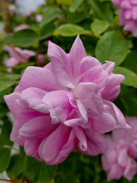 Duftende Strauchrose | Foto: H.Bachinger