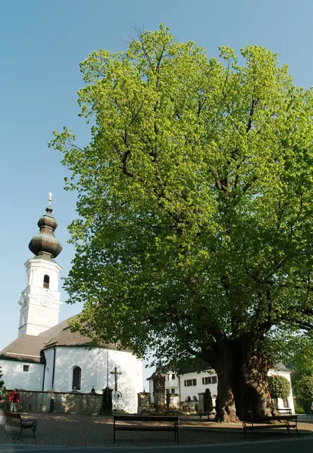 Die Linde am Dorfplatz von Faistenau. | Foto: TVB Faistenau