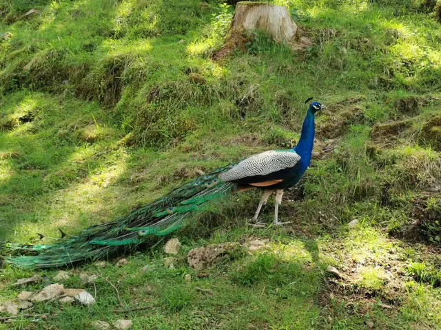 Tierpark Rosegg | Foto: Neisser