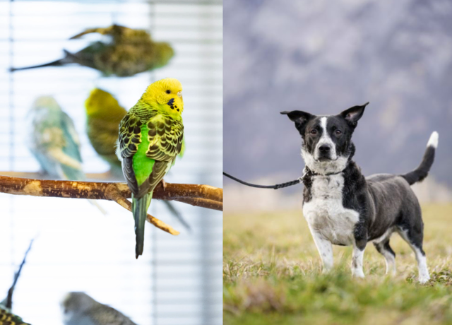 Ob Wellensittich oder Hund – jedes Tier im Tierheim sucht ein passendes Zuhause mit seinen ganz eigenen Bedürfnissen und Ansprüchen. | Foto: Tierschutzverein Tirol
