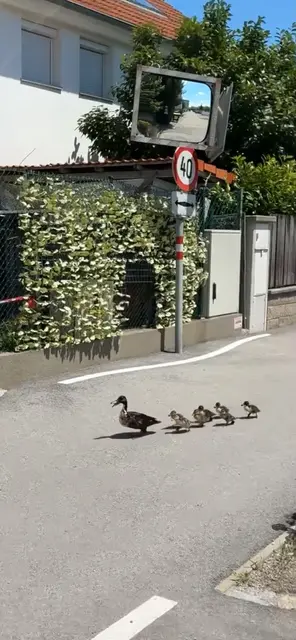 Die Entefamilie auf ihrem Weg durch die Stadt. | Foto: ffmoedling.at