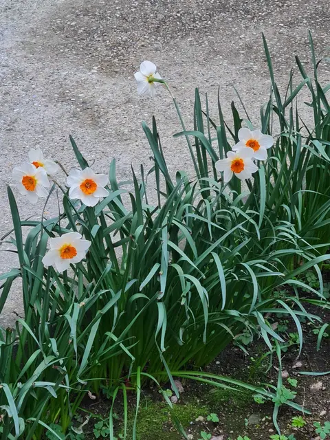 Der Märzbecher ist ein seltener Frühlingsbote, der bereits im späten Winter seine glockenförmigen, weißen Blüten entfaltet. Er bevorzugt feuchte Laubwälder und Auen und steht in vielen Regionen unter Schutz. Alte Bestände können über Jahrzehnte bestehen und sind wertvolle Zeugen naturnaher Lebensräume. Mit ihrer frühen Blüte bieten die Pflanzen zudem eine wichtige Nahrungsquelle für die ersten Insekten des Jahres. | Foto: Eva