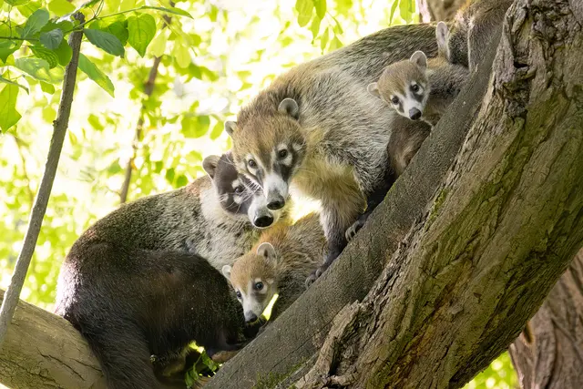 Foto: Daniel Zupanc/Tiergarten Schönbrunn