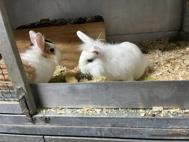 Fienchen und Flips wollen einen Platz mit ausreichend Beschäftigung und liebevoller Betreuung. | Foto: Tierheim Linz