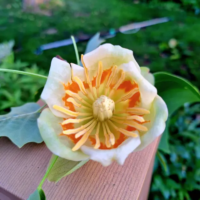 Blüte eines Tulpenblumenbaumes | Foto: Sibylle kreuter