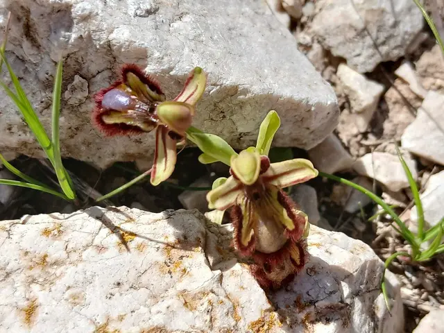 Spiegelragwurz (Ophrys speculum) – Diese außergewöhnliche Orchideenart aus dem Mittelmeerraum fällt durch ihre glänzend blau schimmernde Lippe auf, die an einen Spiegel erinnert. Mit ihrer täuschend echten Nachahmung weiblicher Grabwespen lockt sie gezielt männliche Insekten zur Bestäubung an – ein faszinierendes Beispiel für die raffinierte Anpassung von Pflanzen an ihre Bestäuber. | Foto: Eliane Kapfenberger