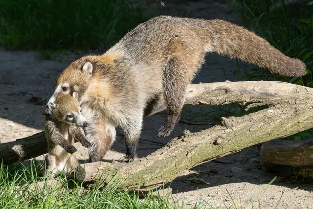 Foto: Daniel Zupanc/Tiergarten Schönbrunn