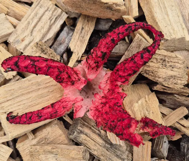 Der Tintenfischpilz ist ein außergewöhnlicher Pilz, dessen rote, tentakelartigen Arme an einen Seestern oder Tintenfisch erinnern. Ursprünglich aus Australien und Neuseeland stammend, hat er sich inzwischen auch in Europa ausgebreitet. Sein intensiver Aasgeruch lockt Fliegen an, die zur Verbreitung der Sporen beitragen. Aufgrund seines ungewöhnlichen Aussehens zählt der Tintenfischpilz zu den auffälligsten Pilzarten unserer Wälder. | Foto: Bettina C.
