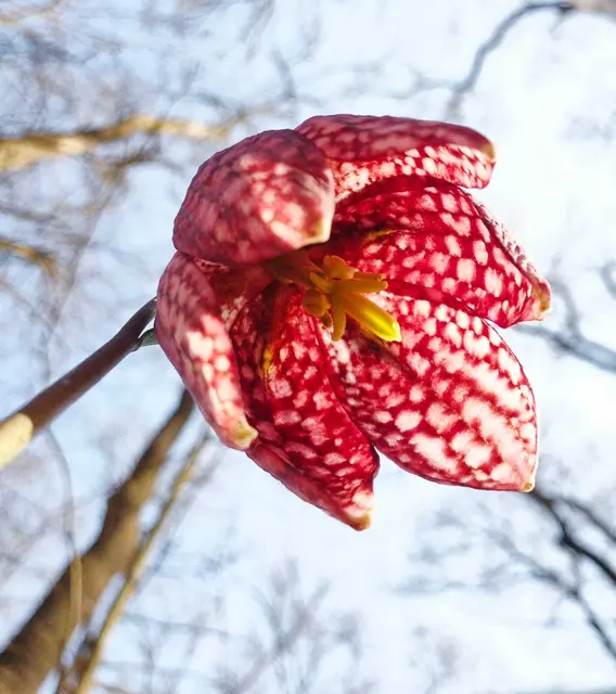 Die Schachblume zählt zu den schönsten und seltensten heimischen Frühlingsblumen. Ihre nickenden, glockenförmigen Blüten sind durch das charakteristische purpur-weiße Schachbrettmuster unverwechselbar. Sie wächst bevorzugt auf feuchten Wiesen und in Auenlandschaften und steht in vielen Regionen unter strengem Schutz. Als Zeigerpflanze für naturnahe Lebensräume ist die Schachblume ein wertvoller Bestandteil der heimischen Flora. | Foto: Eva