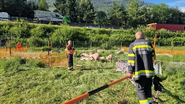 Die Einsatzkräfte versuchten, die Schweine einzufangen.  | Foto: BFV Liezen/BI Ronald Haider