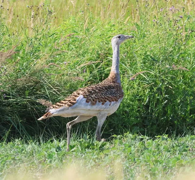 Die Großtrappe gehört zu den gefährdeten Vogelarten im Nationalpark Neusiedler See-Seewinkel. | Foto: Hans-Martin Berg