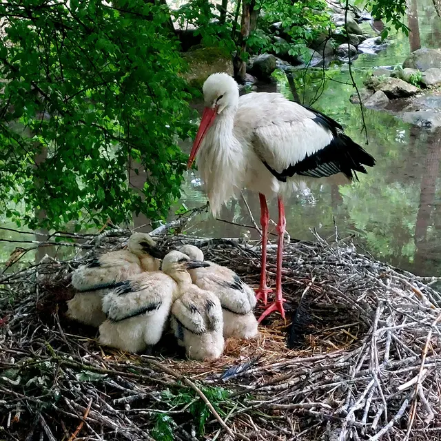 Im Welser Tiergarten sind heuer vier Storchenbabys geschlüpft und wachsen nun in der Messestadt heran. | Foto: Rammerstorfer