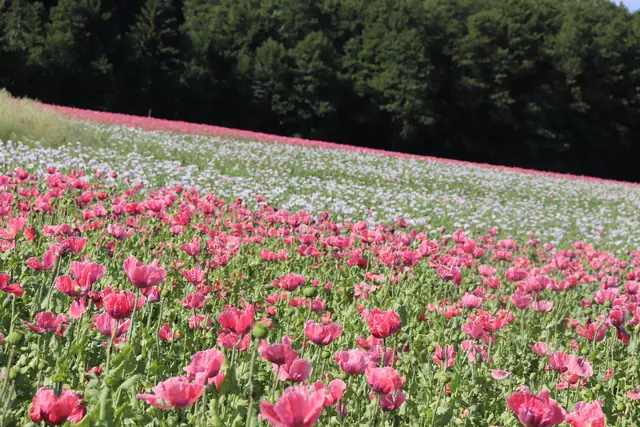Rund 1.500 Hektar Waldviertler Graumohn prägen die Kulturlandschaft rund um den Waldlandhof. Zur Blütezeit zeigt sich die Region in leuchtendem Rot und Weiß. | Foto: WALDLAND