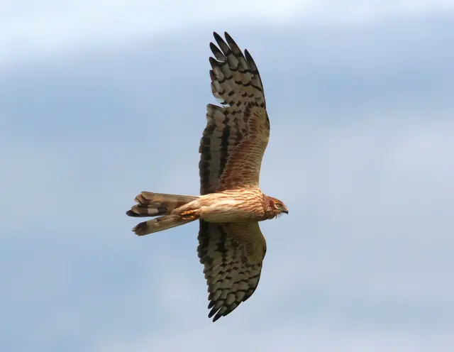 Die Jungvögel der Wiesenweihe sind durch die Frühmahd im Juni besonders gefährdet. | Foto: Hans-Martin Berg