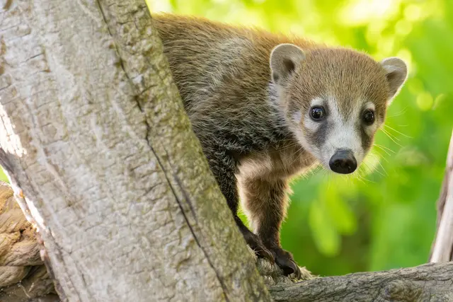 Foto: Daniel Zupanc/Tiergarten Schönbrunn