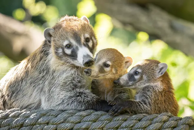 Ende März sind vier Nasenbär-Jungtiere zur Welt gekommen. Inzwischen erkunden sie ihre Umgebung. Mit etwas Glück kann man sie bei ihren ersten Kletterversuchen beobachten.  | Foto: Daniel Zupanc/Tiergarten Schönbrunn