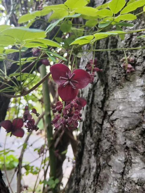 Der Schokoladenwein ist eine schnellwachsende Kletterpflanze aus Ostasien, die mit ihren purpurfarbenen Blüten einen zarten Duft nach Vanille und Schokolade verströmt. Die dekorative Pflanze wird gerne zur Begrünung von Pergolen und Zäunen verwendet. Im Herbst können sich längliche, violette Früchte entwickeln, deren süßes Fruchtfleisch in ihrer Heimat als Delikatesse geschätzt wird. | Foto: Eliane Kapfenberger