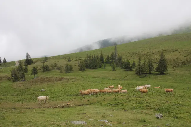 Idylle auf der Alm. | Foto: Karin Ch. Taferner