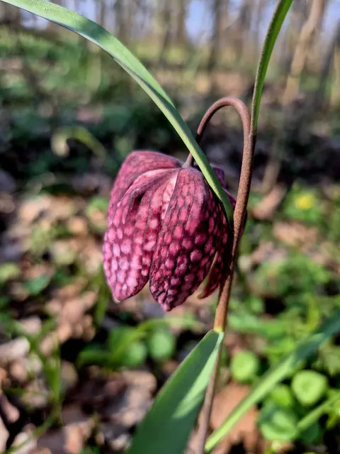 Die Schachblume zählt zu den schönsten und seltensten heimischen Frühlingsblumen. Ihre nickenden, glockenförmigen Blüten sind durch das charakteristische purpur-weiße Schachbrettmuster unverwechselbar. Sie wächst bevorzugt auf feuchten Wiesen und in Auenlandschaften und steht in vielen Regionen unter strengem Schutz. Als Zeigerpflanze für naturnahe Lebensräume ist die Schachblume ein wertvoller Bestandteil der heimischen Flora. | Foto: Eva