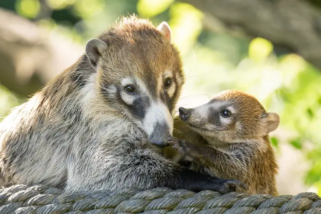 Foto: Daniel Zupanc/Tiergarten Schönbrunn