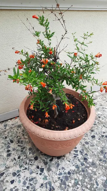 Granatapfel (Punica granatum) | Foto: Pree