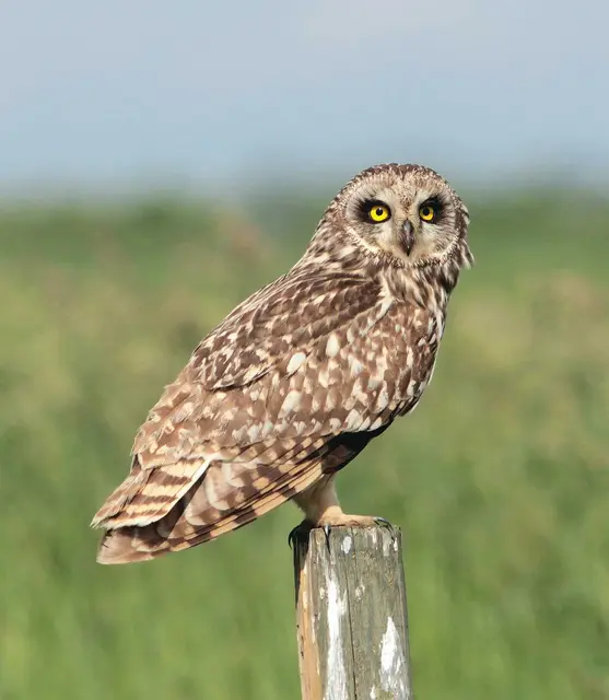 Der Nationalpark ist ein bedeutendes Wiesenvogelgebiet. Hier lebt unter anderem die gefährdete Sumpfohreule.  | Foto: Hans-Martin Berg