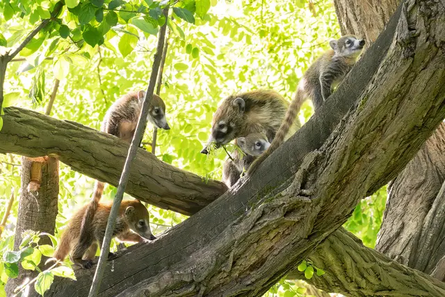 Foto: Daniel Zupanc/Tiergarten Schönbrunn