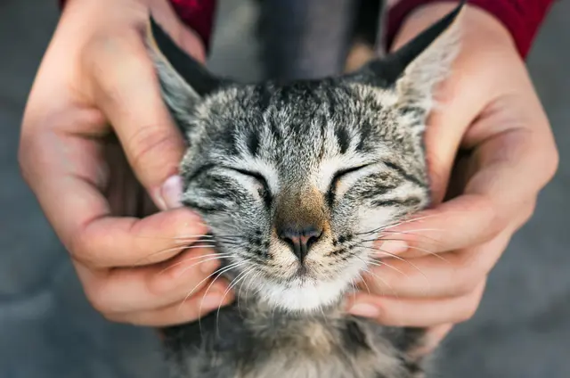 Symbolbild: Katze 
Zeugenaufruf Tierquälerei in Dornbirn | Foto: unsplash